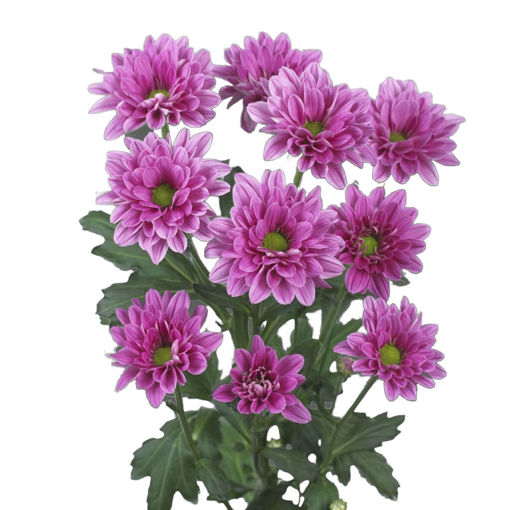 Picture of Chrysant. Spray Prada