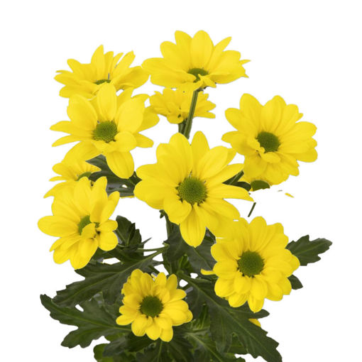 Picture of Chrysant. Spray Copa