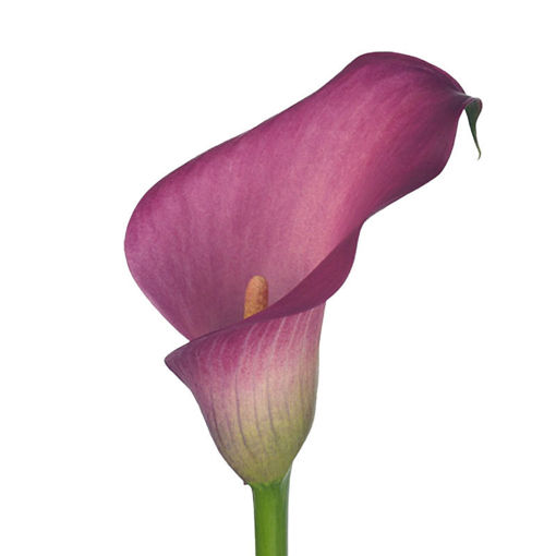 Picture of Zantedeschia Zazu