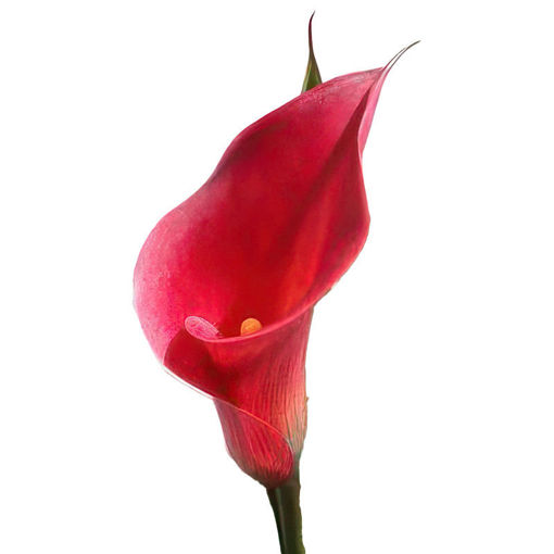 Picture of Zantedeschia Red Charm