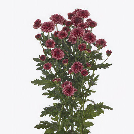 Picture of Chrysant. Santini Madiba Cherry Tyolo