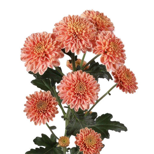 Picture of Chrysant. Santini Ellison Salmon
