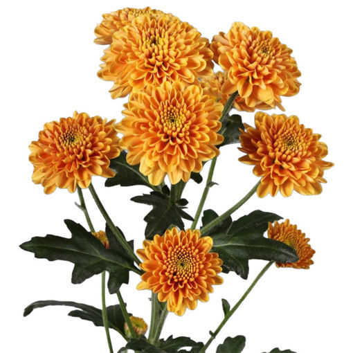 Picture of Chrysant. Santini Ellison Orange