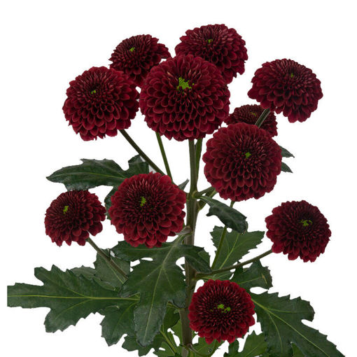 Picture of Chrysant. Santini Purpetta Red
