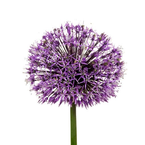 Picture of Allium Early Emperior