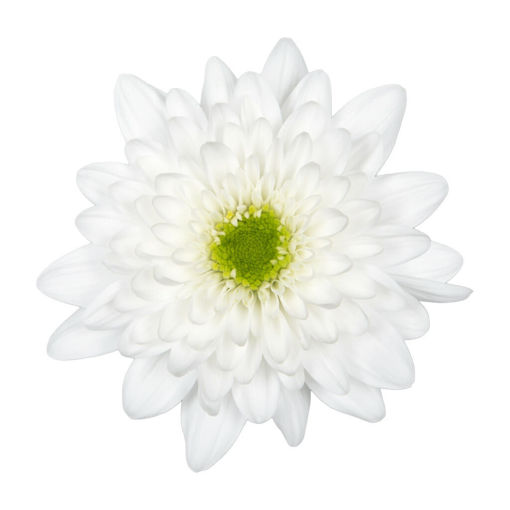 Picture of Chrysant. Spray Commander