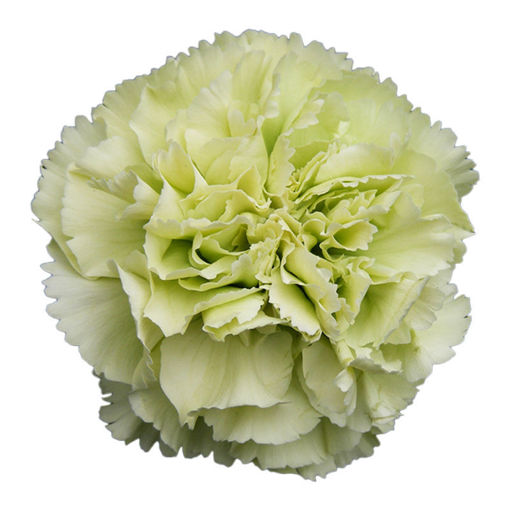 Picture of Carnation Prado