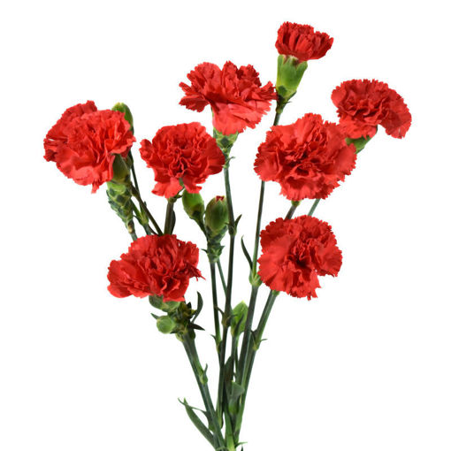 Picture of Carnation Spray Red Aragon