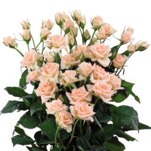 Picture of Rose Spray Sweet Sara