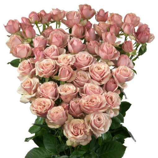 Picture of Rose Spray Destini