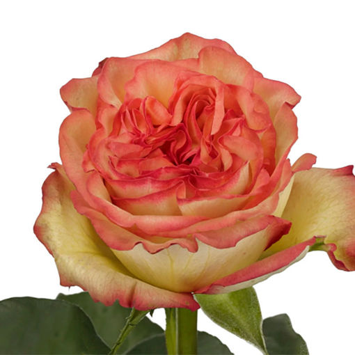 Picture of Rose Aruba Summerhouse