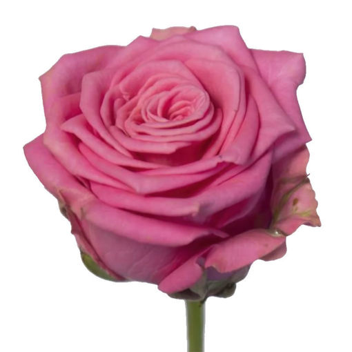 Picture of Rose Charlotte