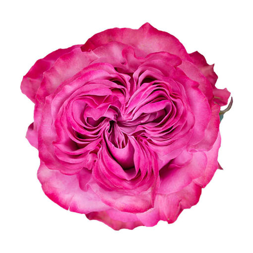Picture of Rose Country Blues