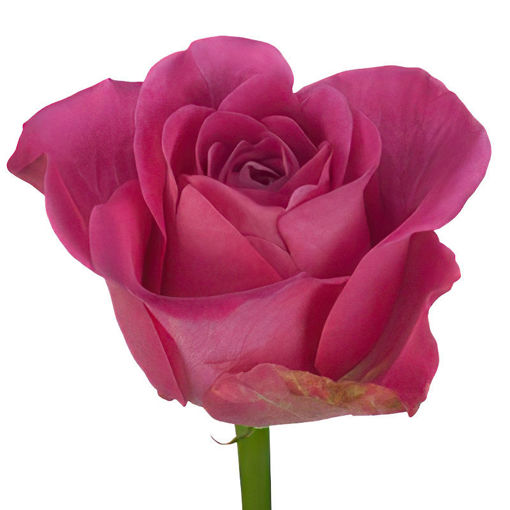 Picture of Rose H2o