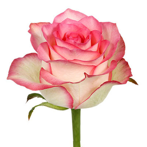 Picture of Rose Jumilia