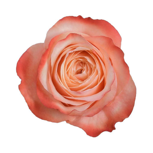 Picture of Rose Kahala