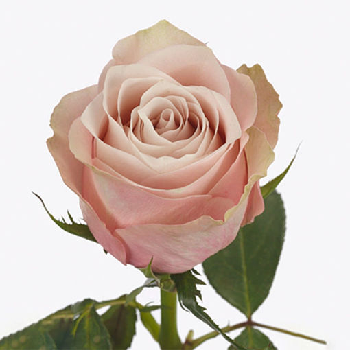 Picture of Rose Lady Cava