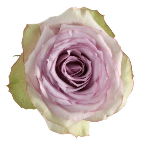 Picture of Rose Lullaby
