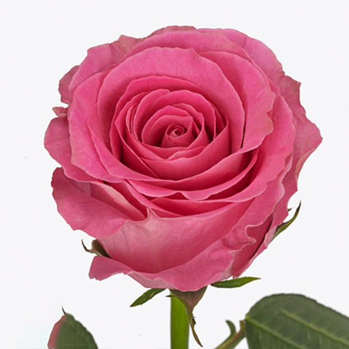 Picture of Rose Watergame