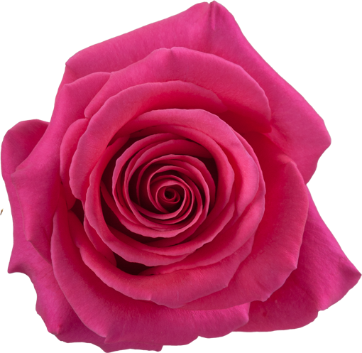 Picture of Rose Pink Floyd