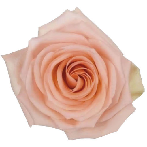 Picture of Rose Tiffany