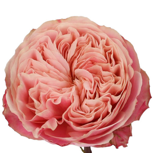 Picture of Rose Victorian Classic