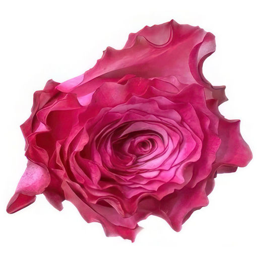 Picture of Rose Romanda