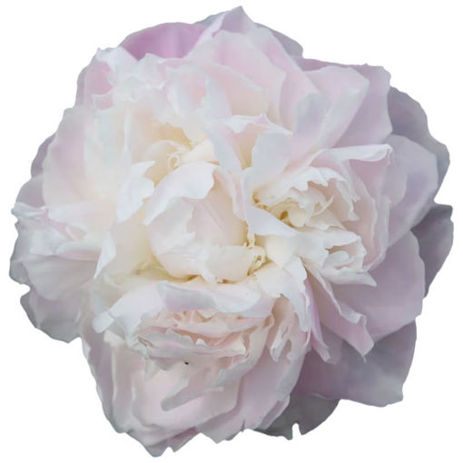 Picture of Peony Shirley Temple
