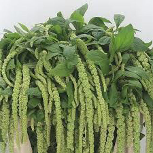Picture of Amaranthus Green Pearl