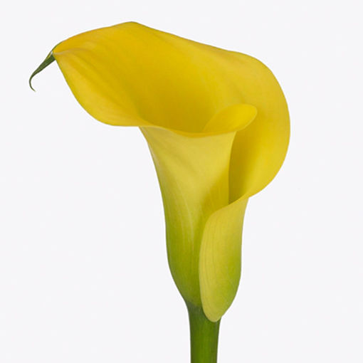 Picture of Calla Lily Monte Carlo 65cm