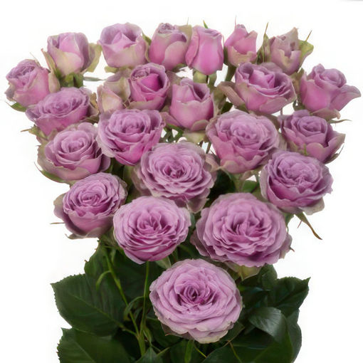 Picture of Rose Spray Purple Sky
