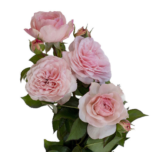Picture of Rose Spray Mariatheresia