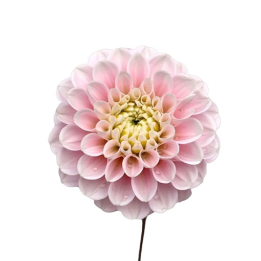 Picture of Dahlia Wizard of Oz