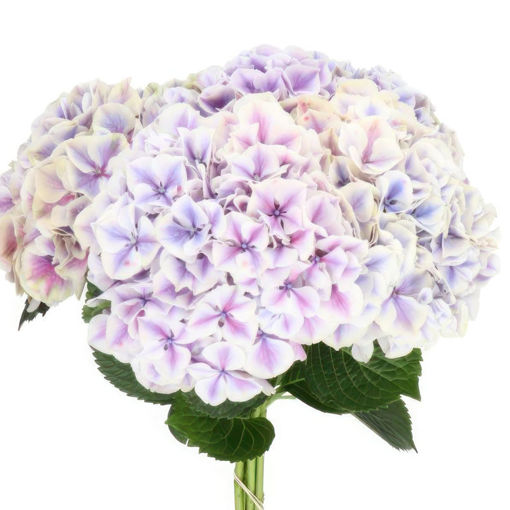 Picture of Hydrangea Sunsation