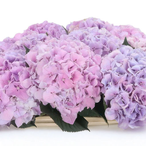 Picture of Hydrangea Royal Benefit