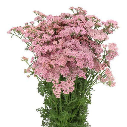 Picture of Achillea Anita Pink