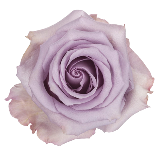 Picture of Rose Ocean Song