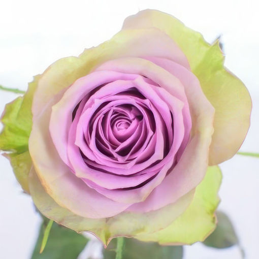 Picture of Rose Samatha Bridal