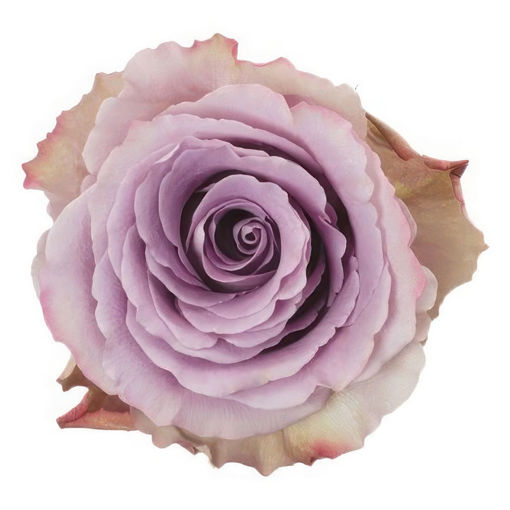 Picture of Rose Dancing Clouds