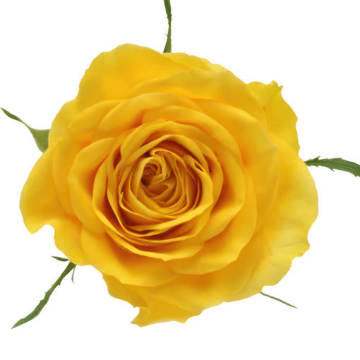 Picture of Rose Solero