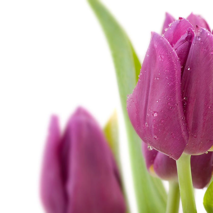 Tulip Talk: How to Style Your Tulips