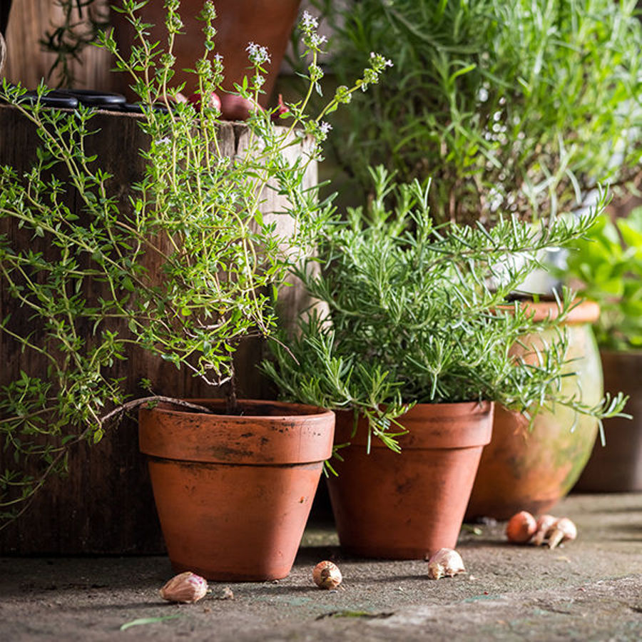 7 Herbs That Deserve a Spot in Your Cut Flower Garden