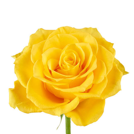 Picture of Rose Jackpot