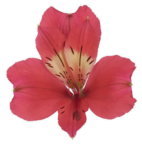 Picture of Alstroemeria Tania
