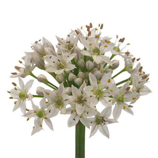 Picture of Allium Tuberosum