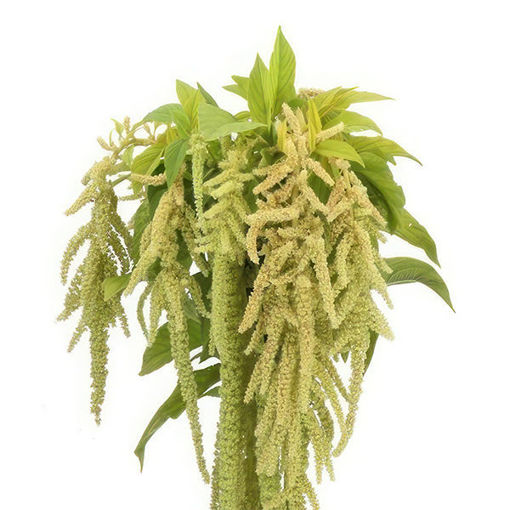 Picture of Amaranthus Viridis Green