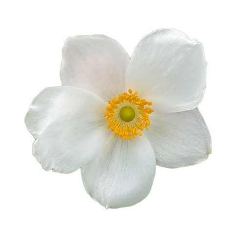 Picture of Anemone Hybrida White