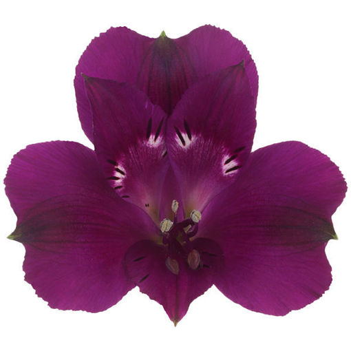 Picture of Alstroemeria Morado