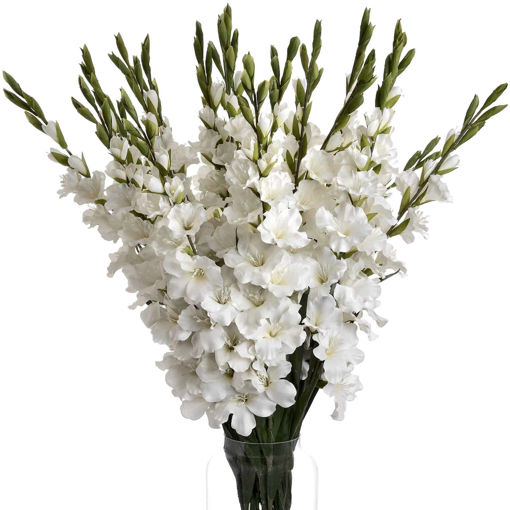 Picture of Gladioli White