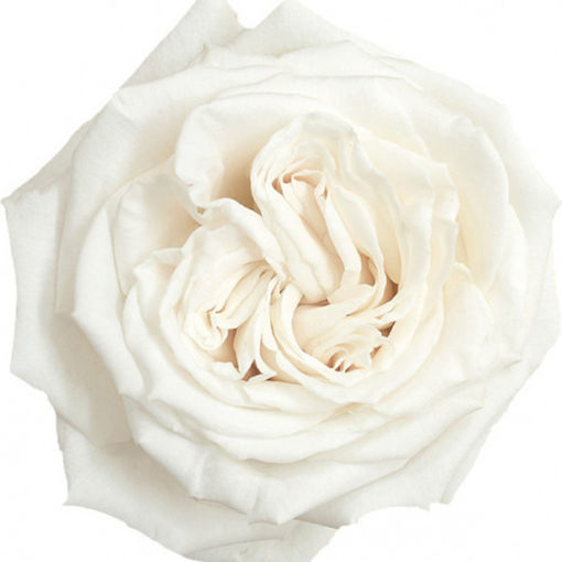 Picture of Rose Garden Playa Blanca